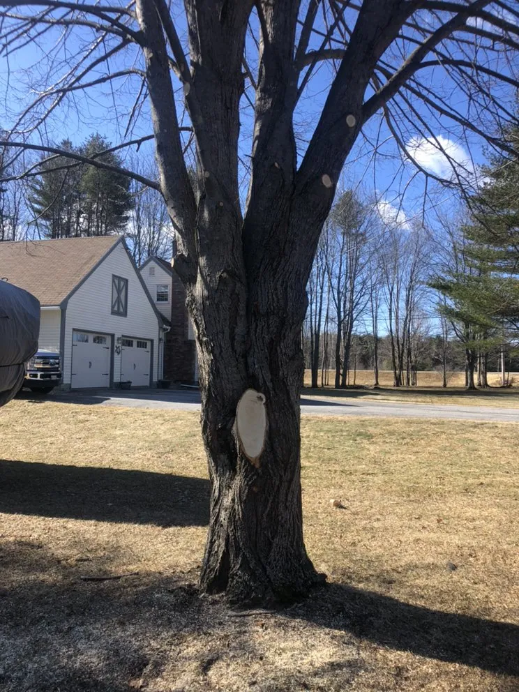 Reliable lawn mowing service for residential properties in Pownal, ME by Roots Of The Wild Sun