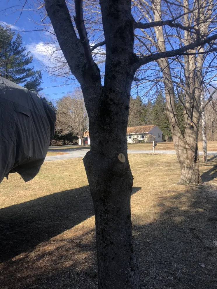 Local yard cleanup service in Pownal, ME by Roots Of The Wild Sun