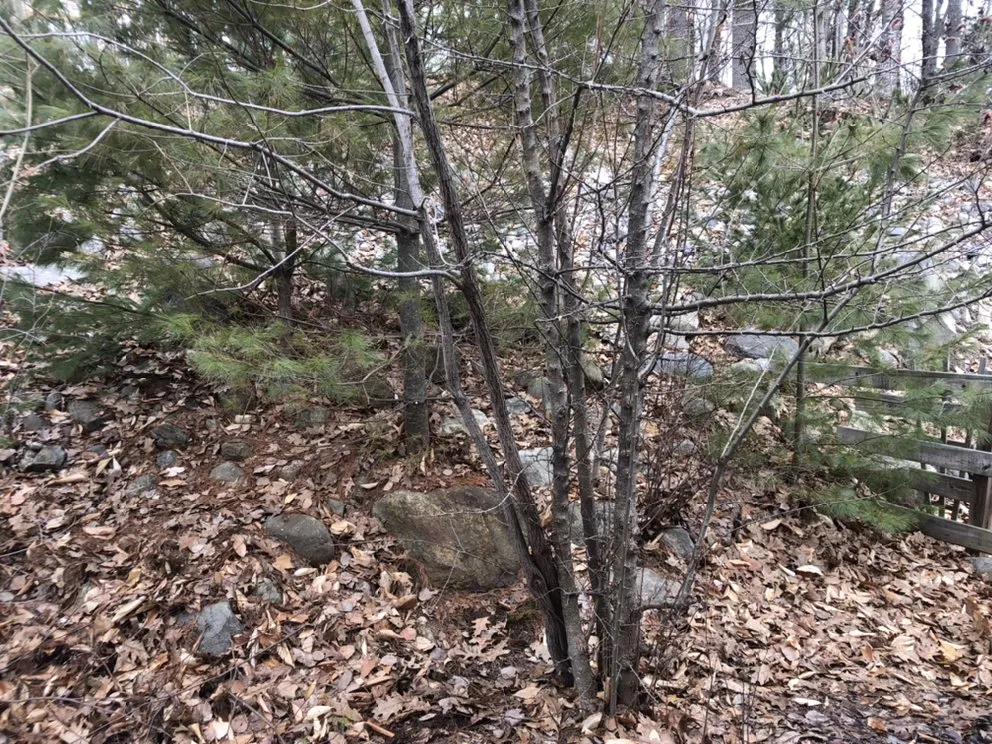 Professional lawn mowing service experts serving Pownal, ME - Roots Of The Wild Sun