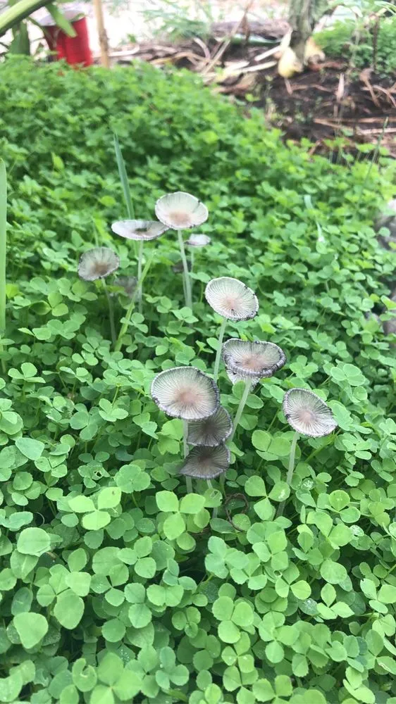 Affordable residential landscaping in Pownal, ME - Roots Of The Wild Sun