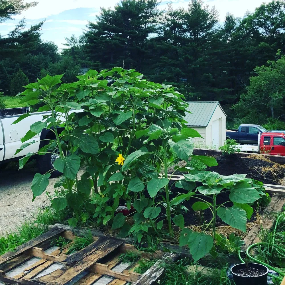 Professional landscaping services in Pownal, ME by Roots Of The Wild Sun