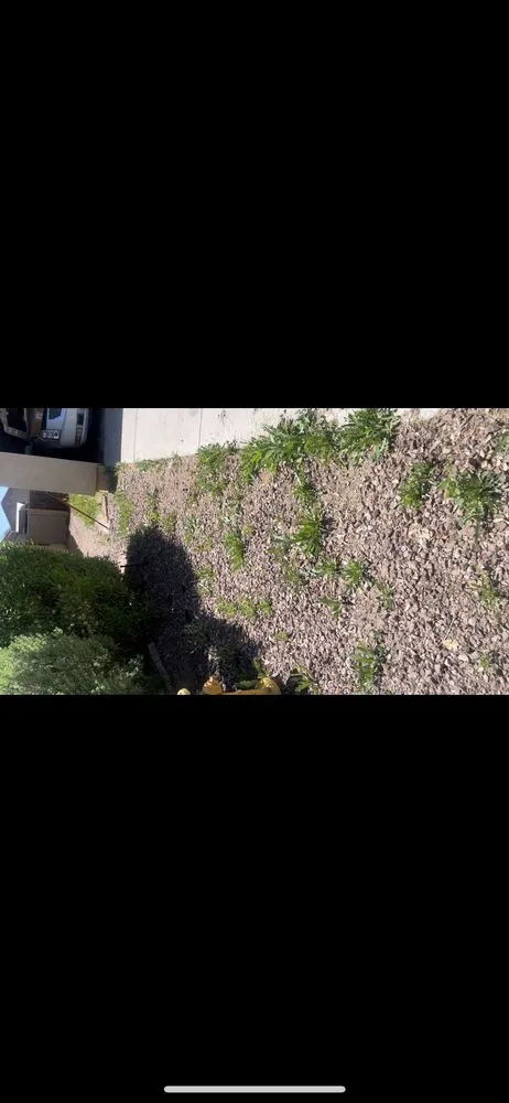 Reliable landscaping services experts serving Maricopa, AZ - Roots Out Lawn Care