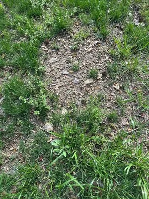 Roots Restoration Logo