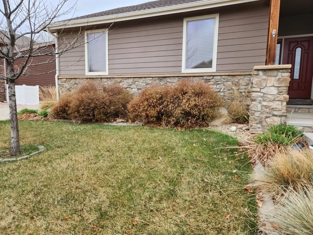 Local yard cleanup service in Loveland, CO - Roots Run Deep Lawncare And Sprinkler