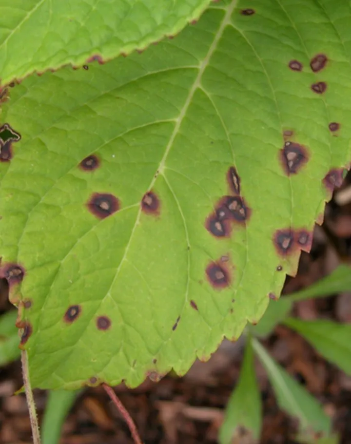 Reliable landscaping services near you in Lyons, GA by Roots to Branches Turf and Ornamental