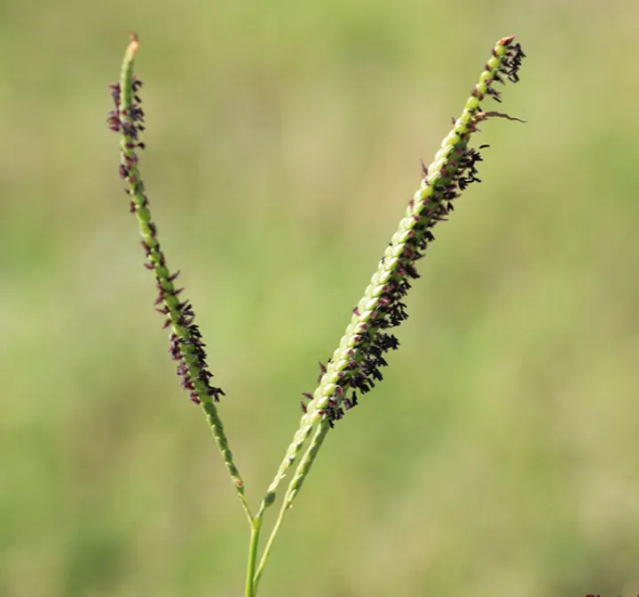 Custom residential landscaping near you in Lyons, GA by Roots to Branches Turf and Ornamental