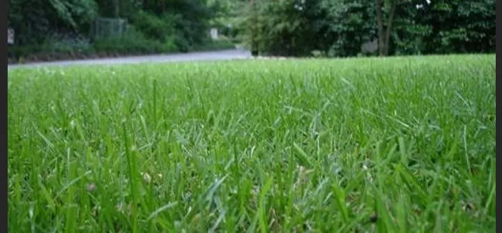 Reliable yard cleanup service in Lyons, GA by Roots to Branches Turf and Ornamental