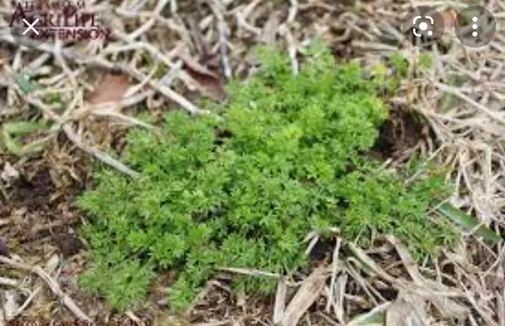 Top-rated yard maintenance experts serving Lyons, GA - Roots to Branches Turf and Ornamental