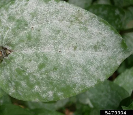 Roots to Branches Turf and Ornamental
