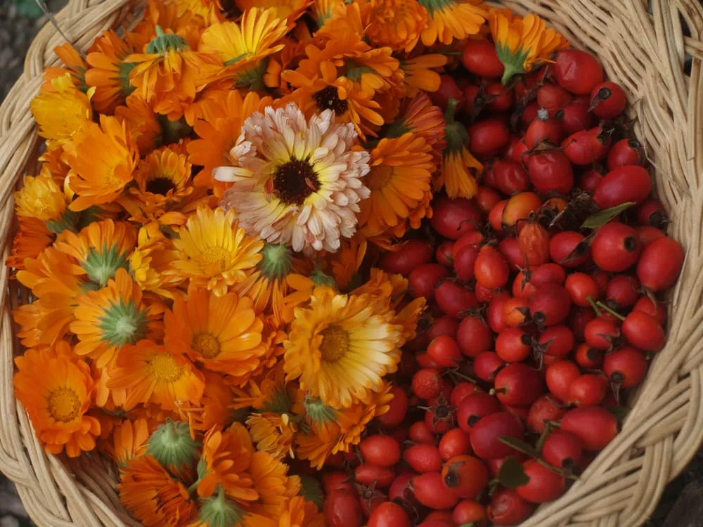 Affordable yard maintenance for homes in Clarkston, MI by Roots to Fruits