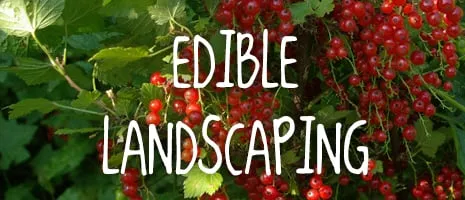 Trusted lawn mowing service for beautiful yards in Clarkston, MI by Roots to Fruits