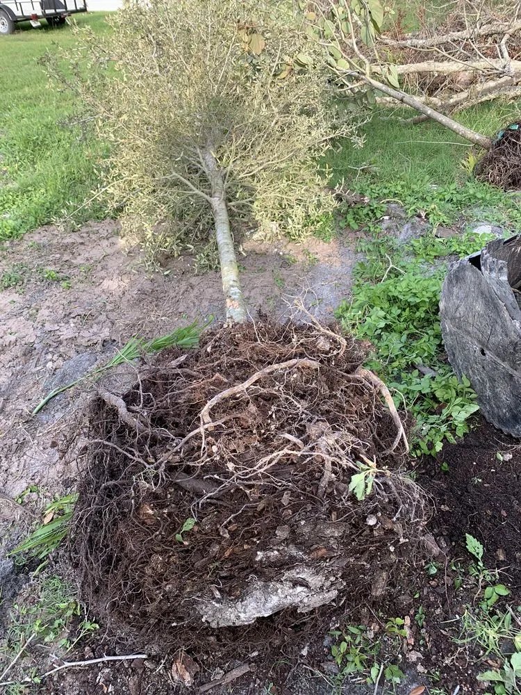 Expert lawn care service experts serving Ocala, FL - Roots To Shoots