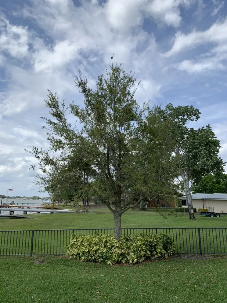 Top-rated yard cleanup service in Ocala, FL - Roots To Shoots