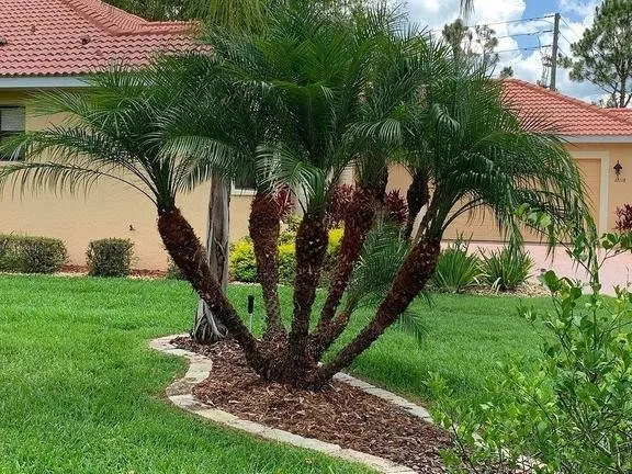 Expert landscaping services in Ocala, FL - Roots To Shoots