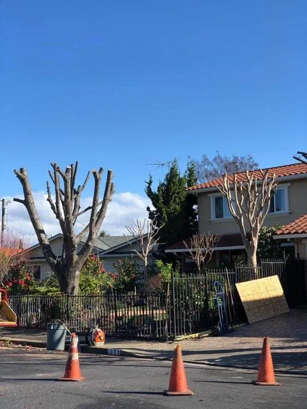 Expert residential landscaping in Modesto, CA - Roots Tree Service And Landscaping