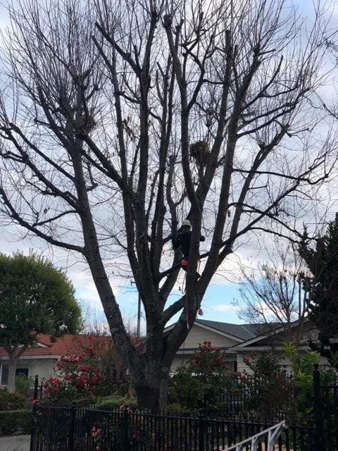 Local landscape installation in Modesto, CA by Roots Tree Service And Landscaping