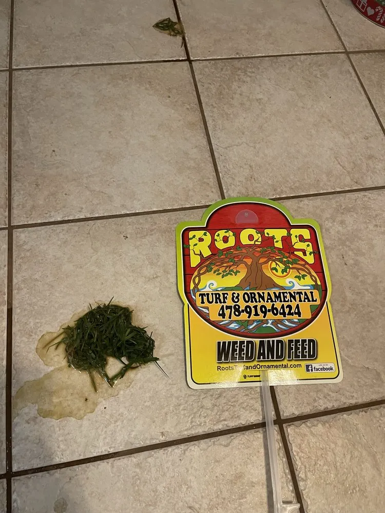 Expert landscape design in Bonaire, GA - Roots Turf & Ornamental