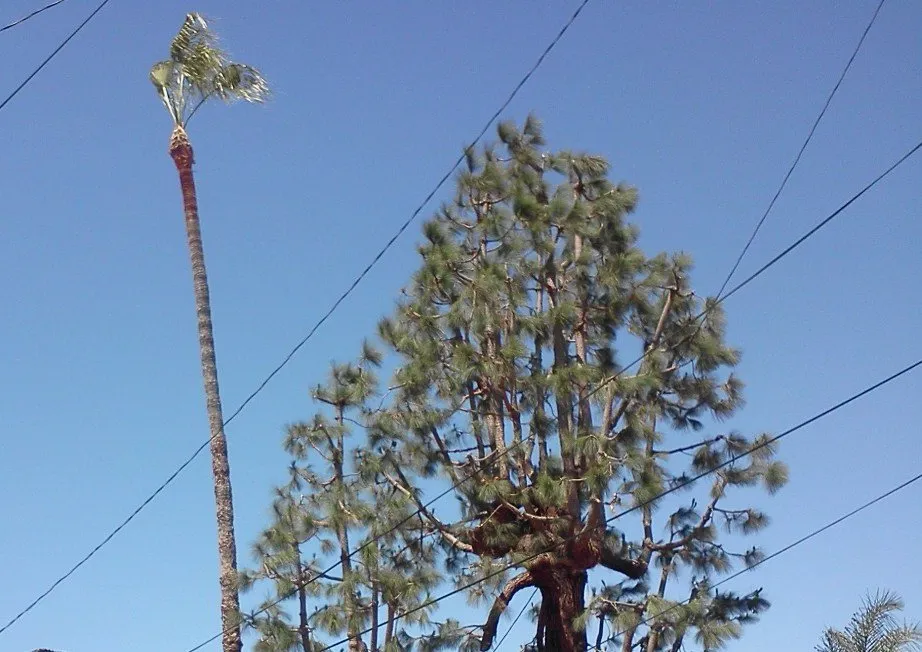 Expert yard maintenance in Compton, CA - Roper Tree Surgeon and Landscaping