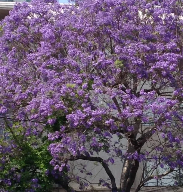 Trusted residential landscaping in Compton, CA by Roper Tree Surgeon and Landscaping