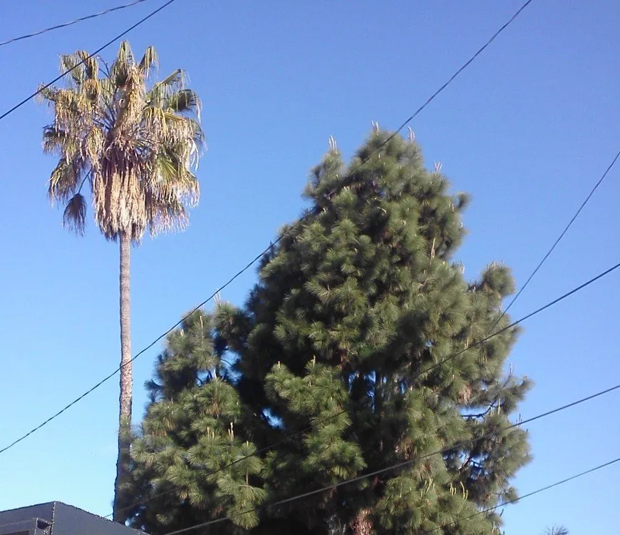 Top-rated yard maintenance in Compton, CA - Roper Tree Surgeon and Landscaping