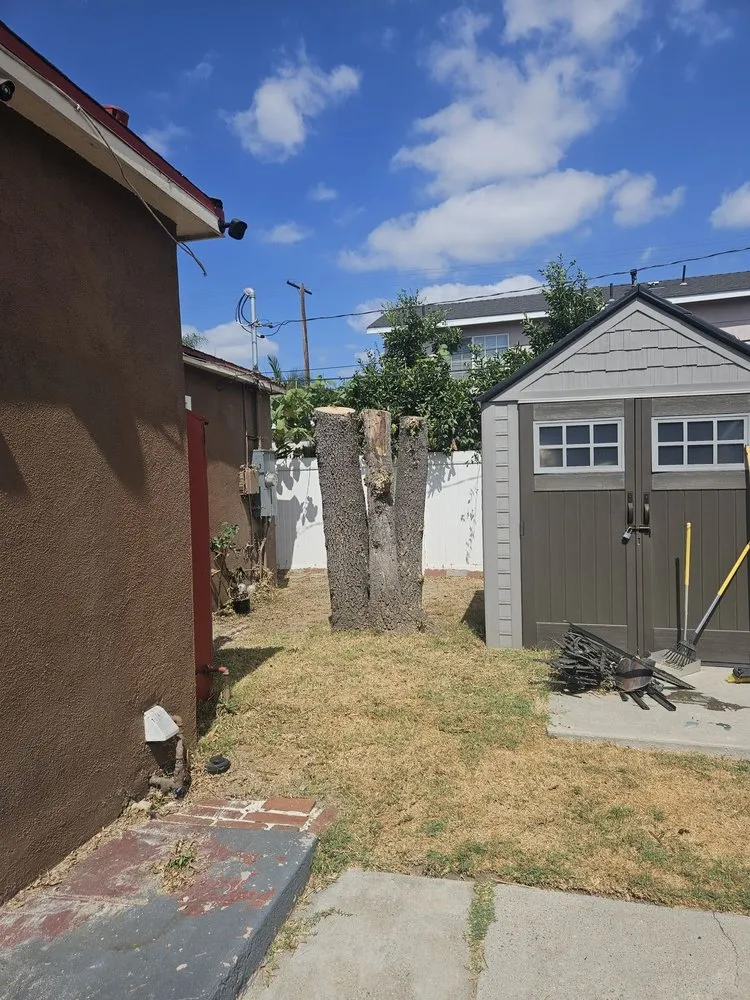 Local yard cleanup service experts serving Compton, CA - Roper Tree Surgeon and Landscaping