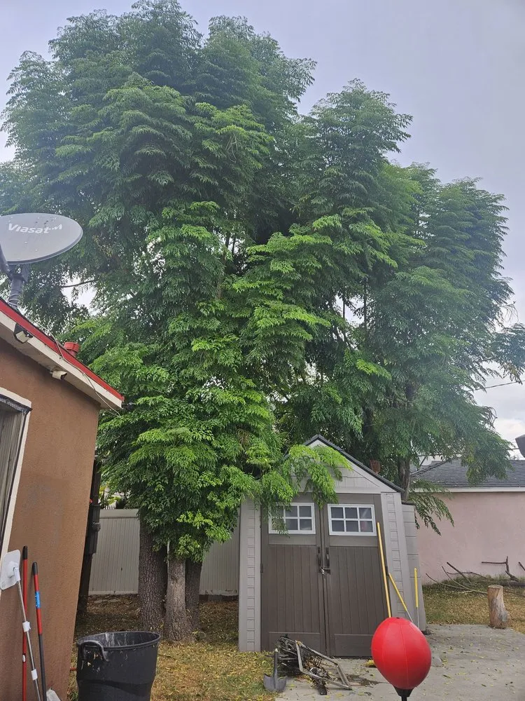 Professional yard maintenance experts serving Compton, CA - Roper Tree Surgeon and Landscaping