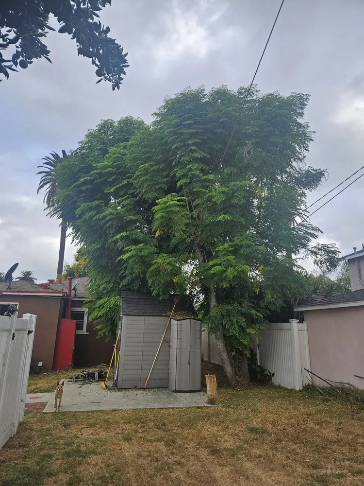 Custom lawn mowing service in Compton, CA - Roper Tree Surgeon and Landscaping