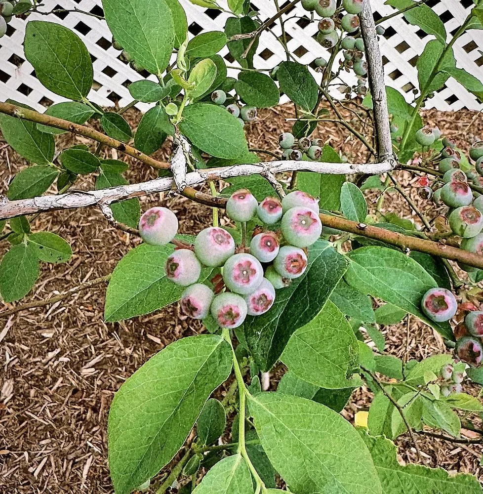 Top-rated landscaping services in Hillsborough, NC - Rorie's Landscaping