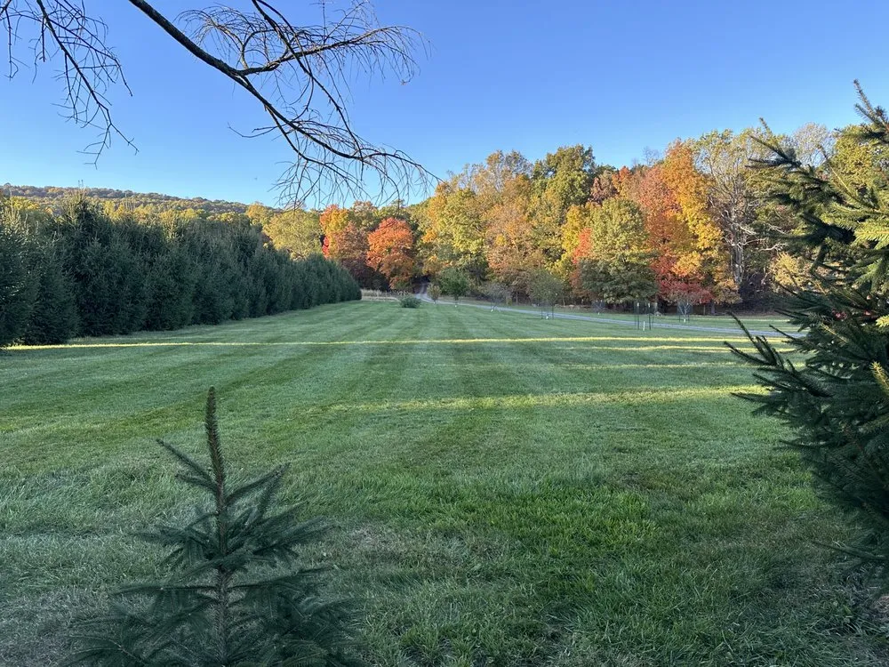 Expert yard cleanup service in Orwigsburg, PA by Rorke’s Lawn Care