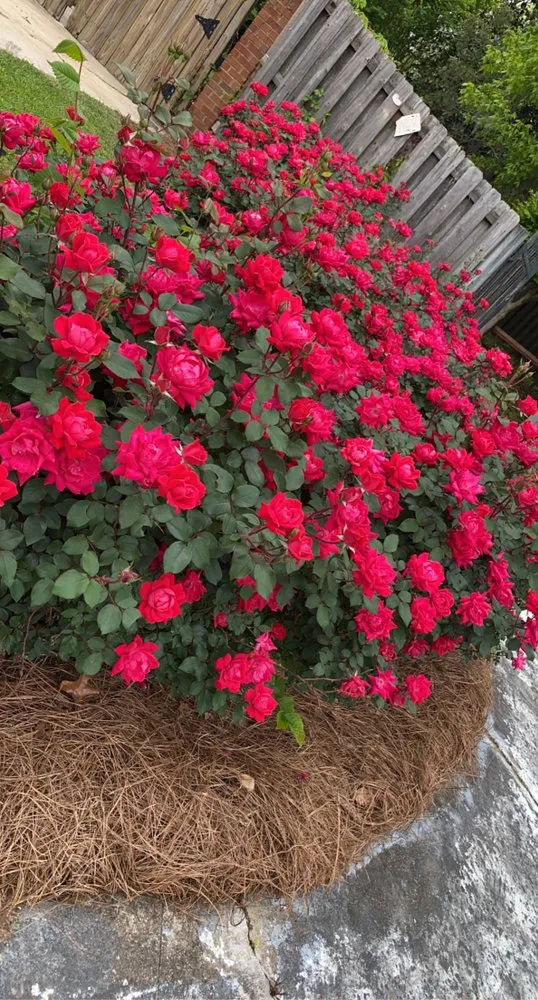 Expert landscaping services for year-round maintenance in Montgomery, AL by Ro's Lawn Care