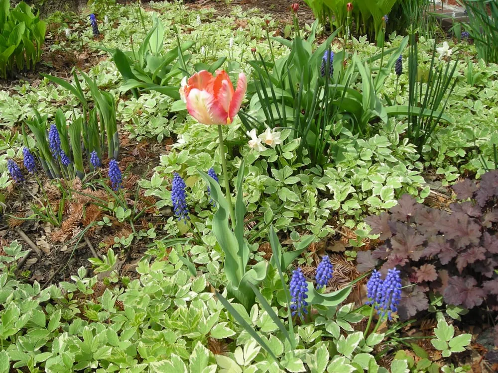 Reliable residential landscaping near you across Bucksport, ME - Ros the Gardener