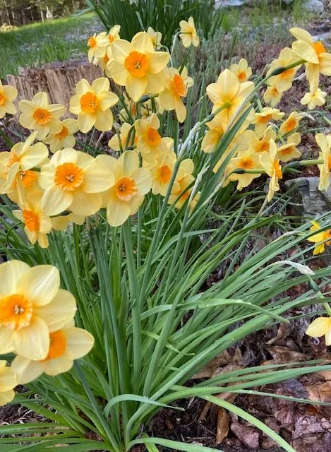 Trusted landscape design for beautiful yards in Bucksport, ME by Ros the Gardener