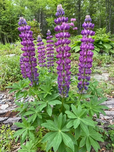 Local landscape installation for homes in Bucksport, ME by Ros the Gardener