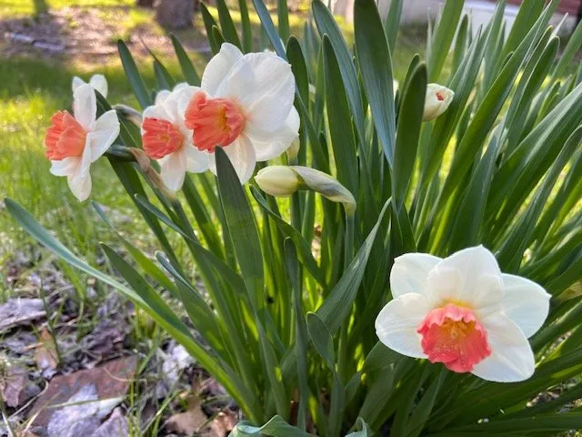 Professional outdoor landscaping in Bucksport, ME by Ros the Gardener