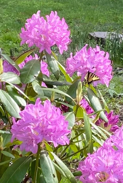 Trusted lawn mowing service for residential properties in Bucksport, ME by Ros the Gardener