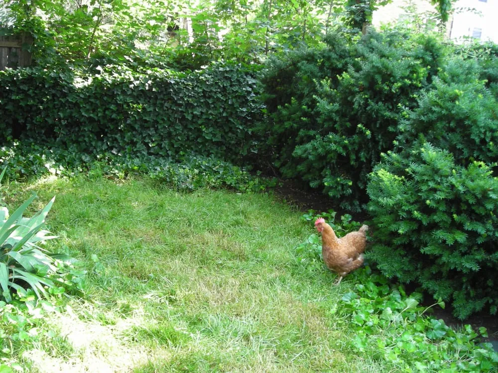 Custom residential landscaping in Bucksport, ME by Ros the Gardener