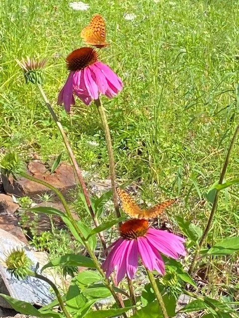 Expert lawn care service for residential properties across Bucksport, ME - Ros the Gardener