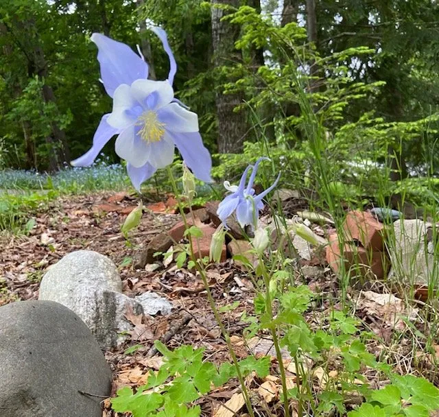 Affordable residential landscaping in Bucksport, ME by Ros the Gardener