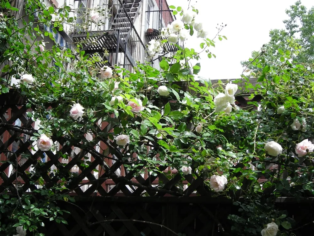 Professional landscape installation in Bucksport, ME by Ros the Gardener