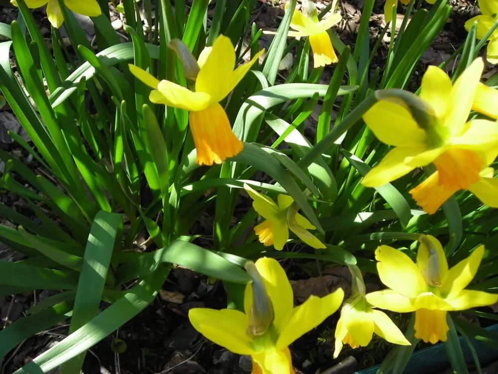 Affordable landscaping services in Bucksport, ME - Ros the Gardener