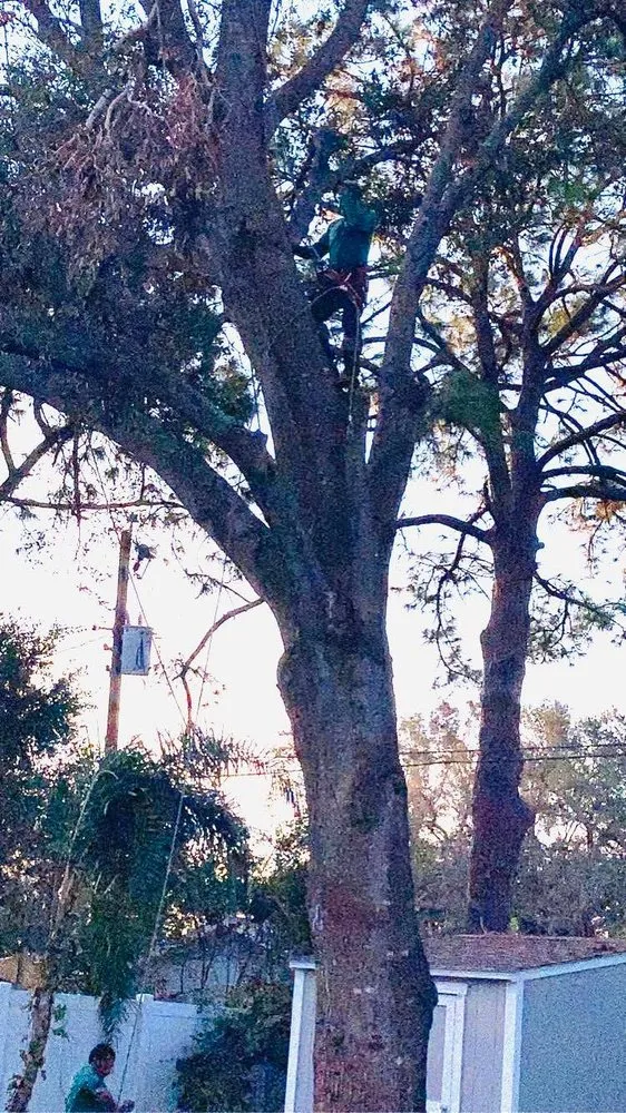 Professional lawn care service for year-round maintenance across Houston, TX - Rosa tree service