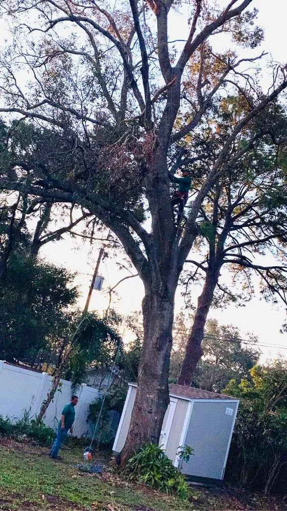 Affordable landscape design in Houston, TX by Rosa tree service