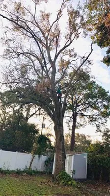 Rosa tree service Logo