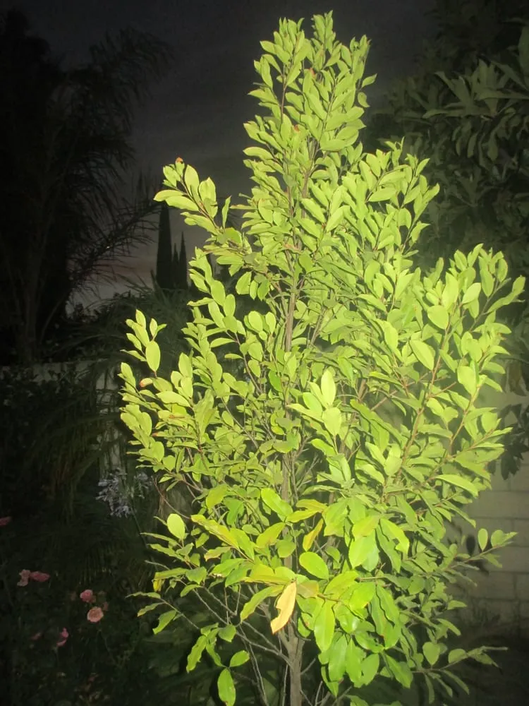 Affordable yard maintenance in Studio City, CA by Rosainz Landscape and Maintenance