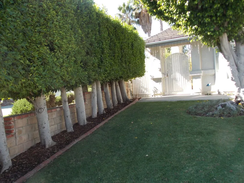Professional yard cleanup service near you across Studio City, CA - Rosainz Landscape and Maintenance