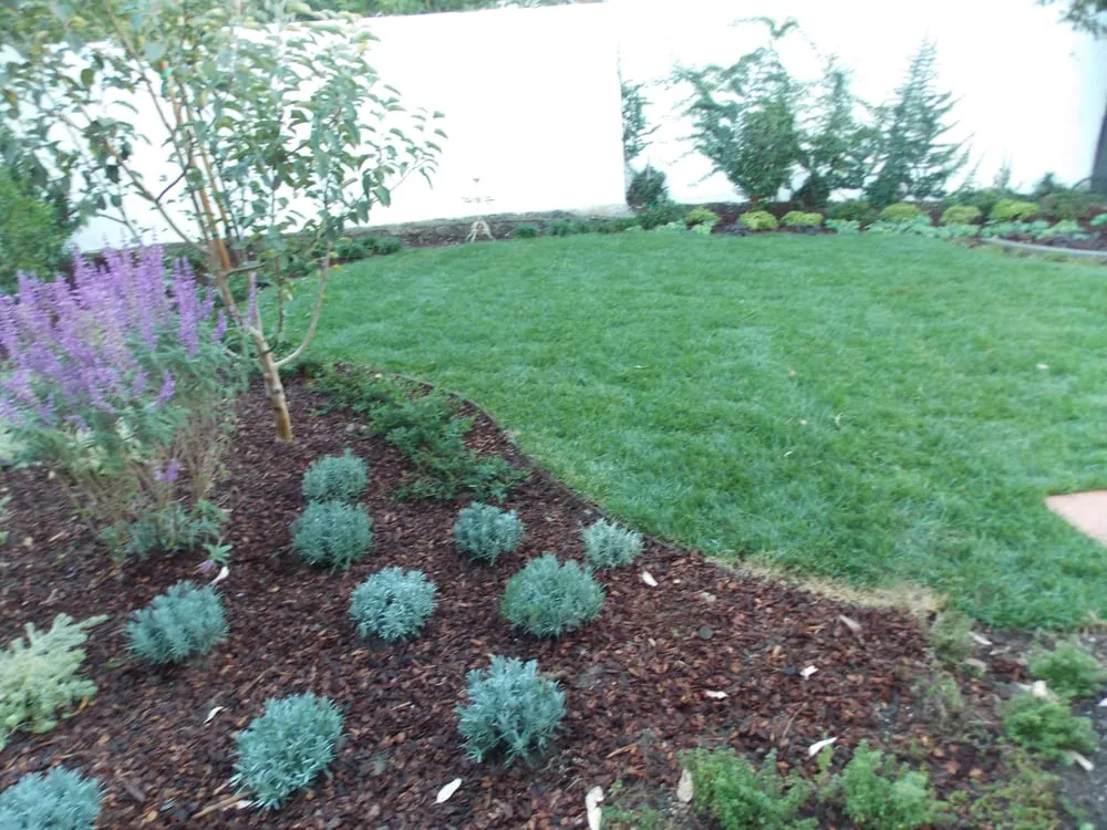 Reliable lawn care service in Studio City, CA by Rosainz Landscape and Maintenance