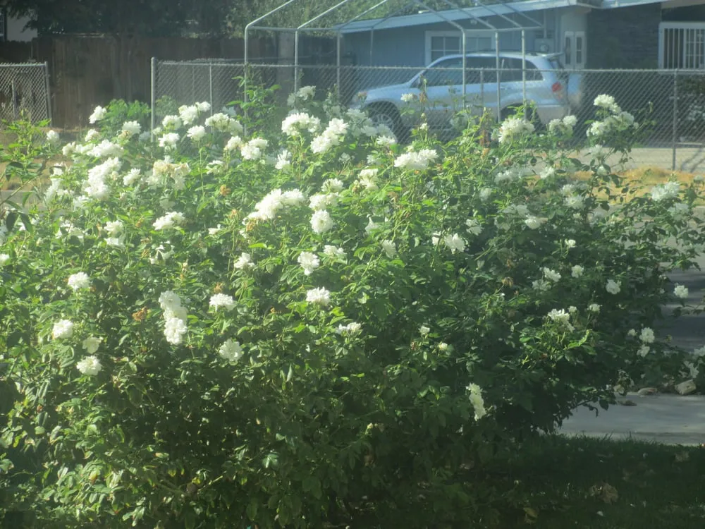 Affordable yard cleanup service experts serving Studio City, CA - Rosainz Landscape and Maintenance