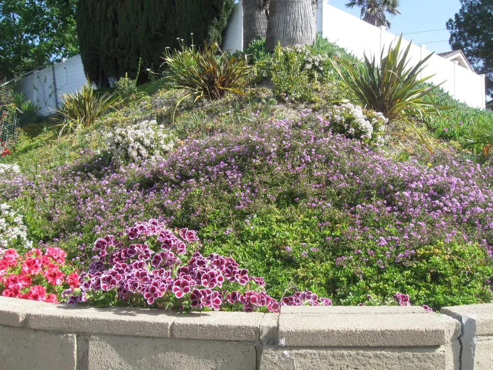 Local garden landscaping in Studio City, CA - Rosainz Landscape and Maintenance