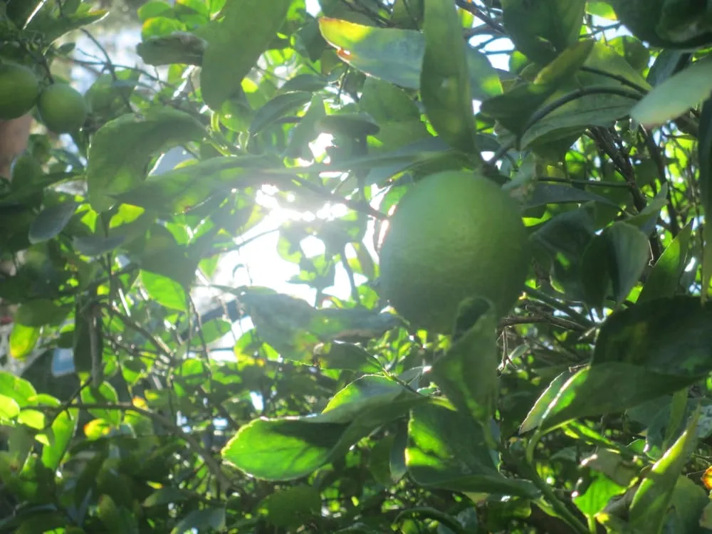 Expert yard maintenance in Studio City, CA by Rosainz Landscape and Maintenance