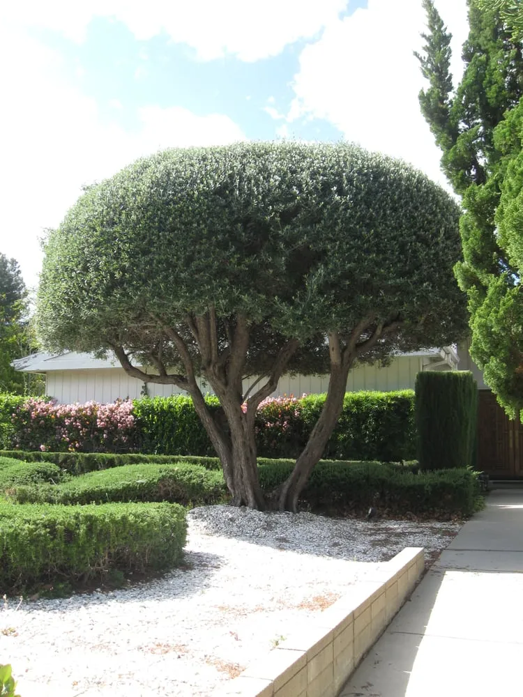 Reliable lawn care service for homes across Studio City, CA - Rosainz Landscape and Maintenance
